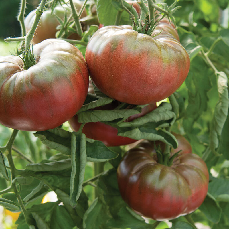 Marnero Tomato Start