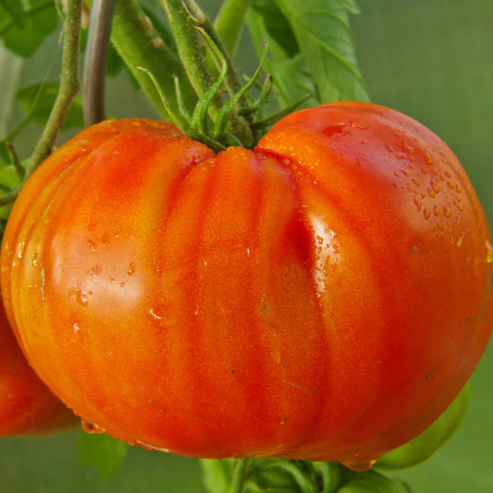 Abe Lincoln Tomato Start