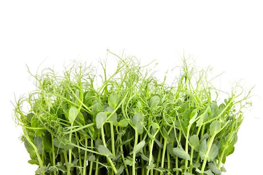 Microgreen Kit + Full Season Subscription - Grow your own