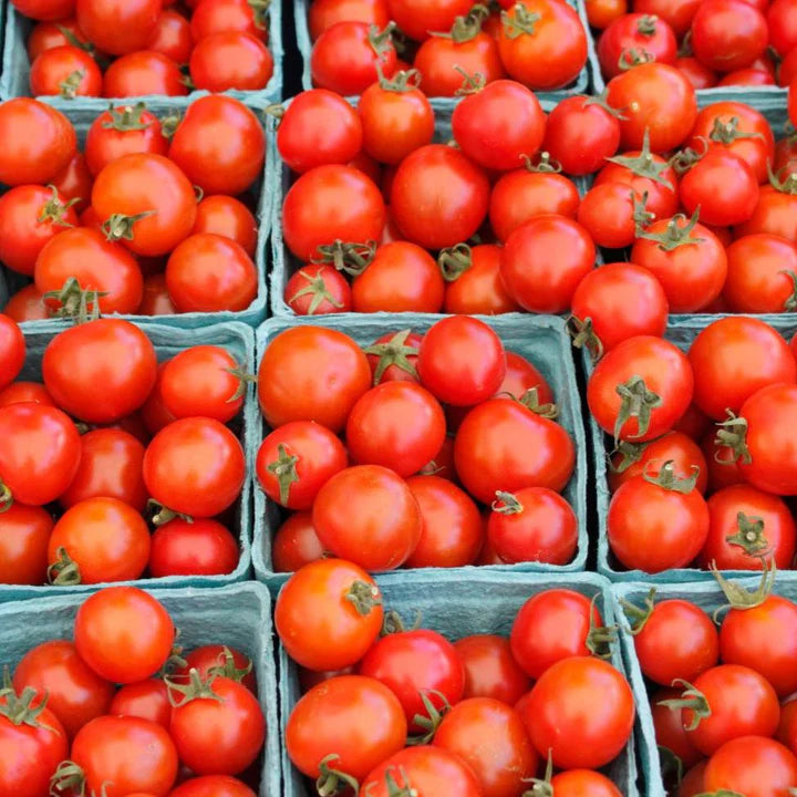 Bing Cherry Tomato Start