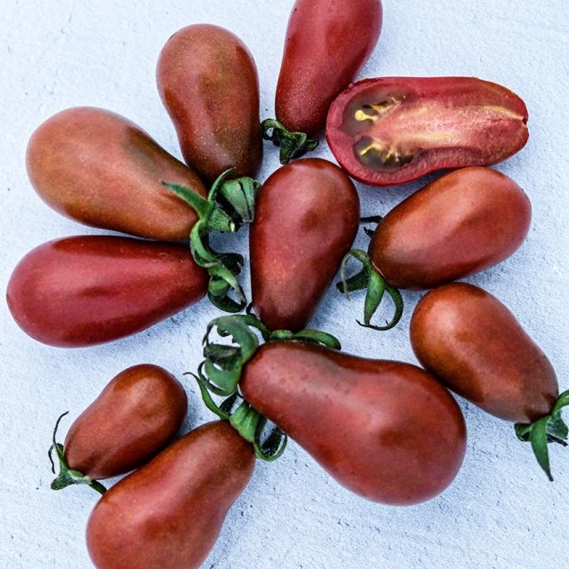 Chocolate Pear Tomato Start