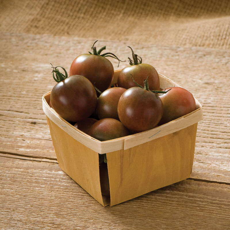 Black Cherry Tomato Start