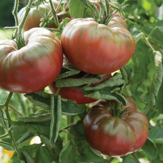 Marnero Tomato Start