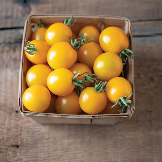 Yellow Mimi Tomato Start