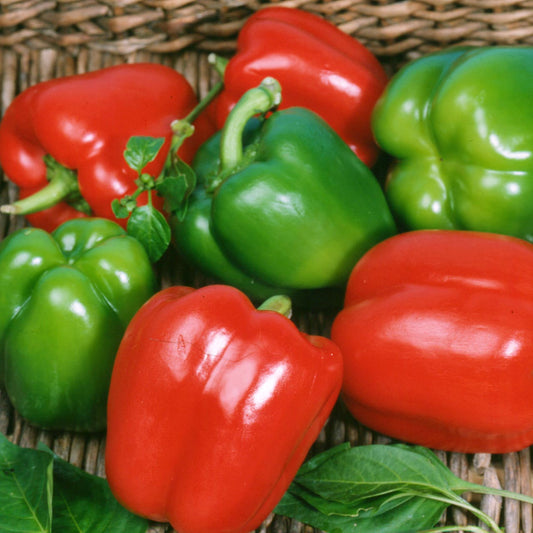 Keystone Giant Bell Pepper Start