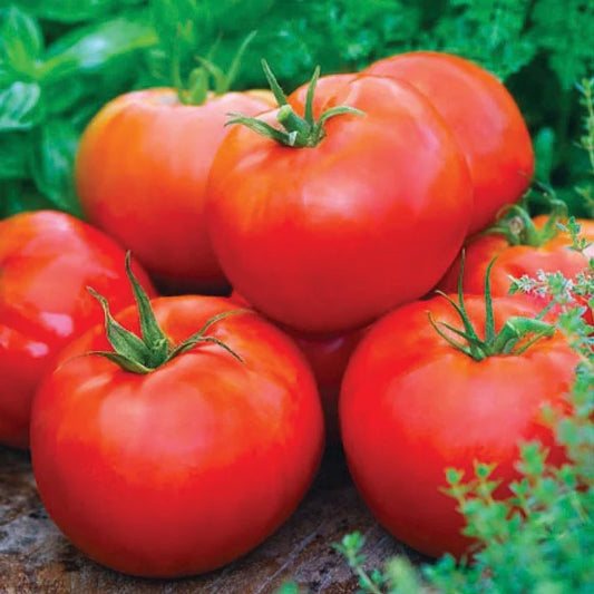 Ace 55 Tomato Start