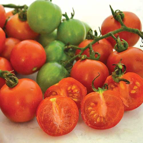 Tommy Toe Tomato Start