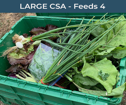 Example of the types of farm fresh vegetables available with a LARGE vegetable box and CSA Share from Moon River Ranch